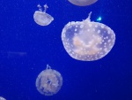 IMG_20191202_113149.jpg